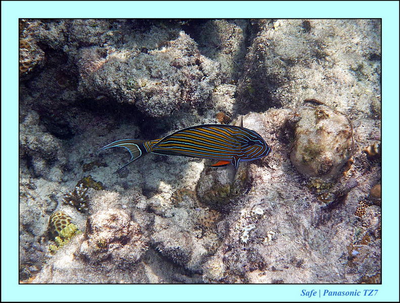 2011 - 08 - Borneo - Mataking 48